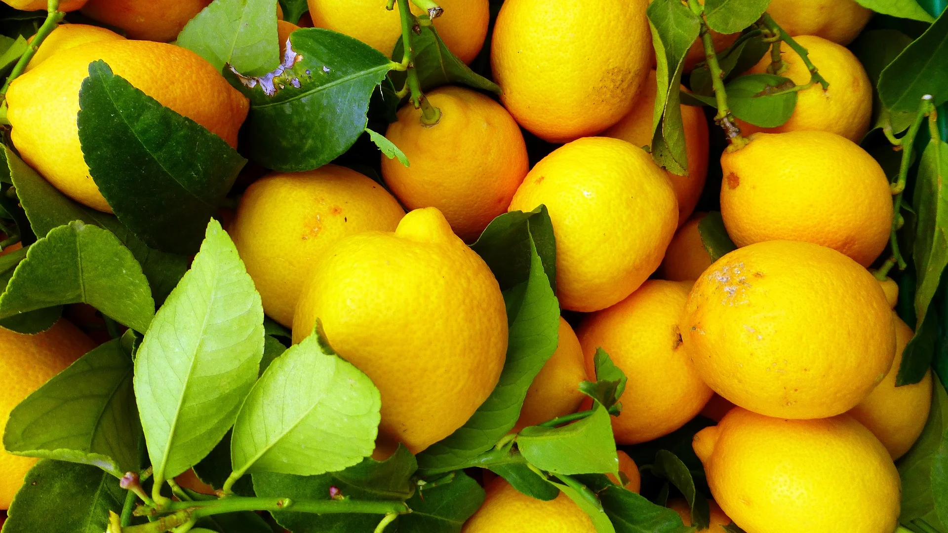 Lemons can enrich your health here is how?