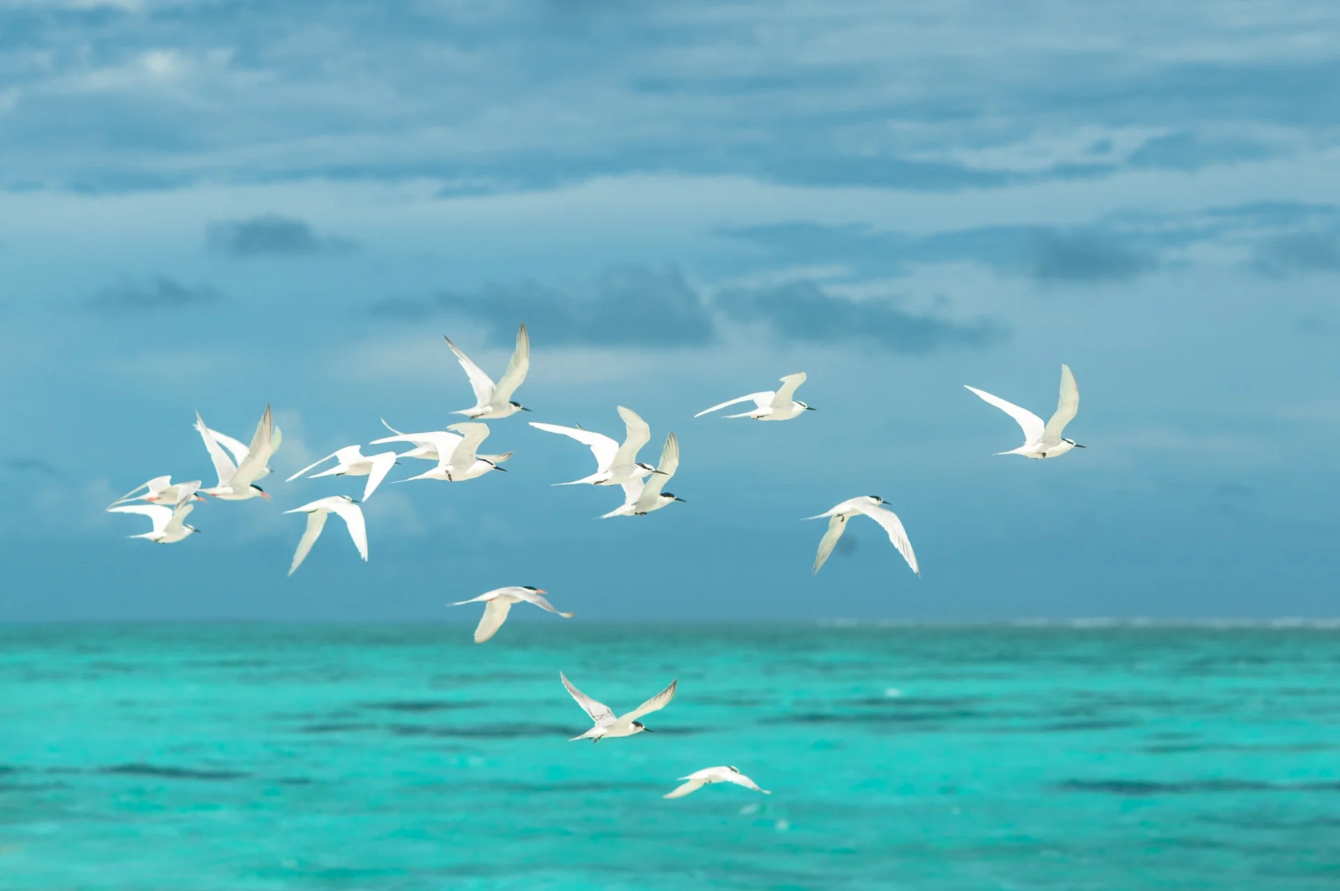 A clinical story : Black magic or bird magic ?