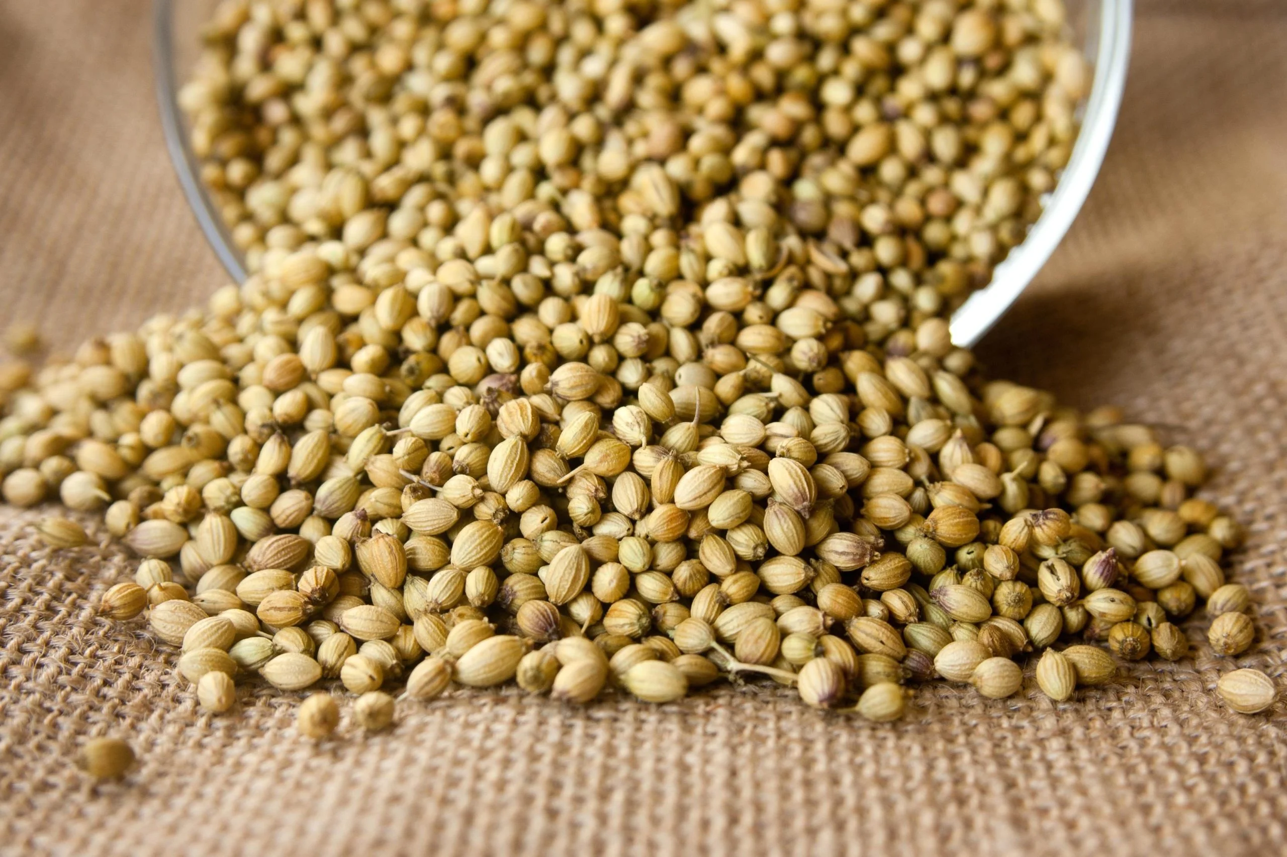 Top health benefits of Coriander seeds.